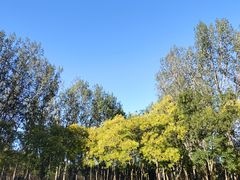 -塘沽森林公园