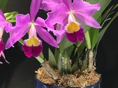 -国家植物园南园