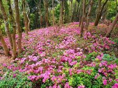 -梧桐山风景名胜区