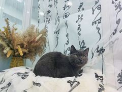 -爱洗澡的猫(望京店)