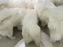-安格丽娜·狗咖·猫咖羊驼咖(春熙路百盛商场店)