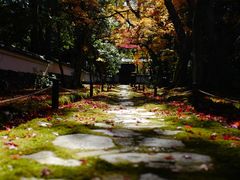 -西芳寺(苔寺)