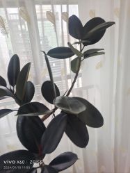 -HEYAN荷妍专业脱毛连锁机构