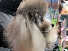 -FAELING PETS美天灵宠物(富力广场店)