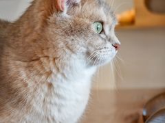-猫小主咖啡·猫咖cat cafe(福田店)