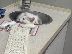 -伟伟宠物医院·瑞派猫友好医院·猫科(光谷店)