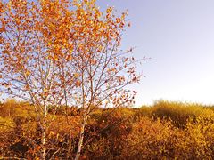 -塞罕坝国家级自然保护区