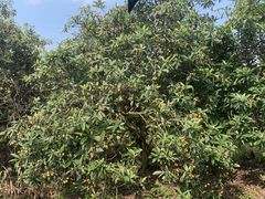 -塘栖枇杷特色园区