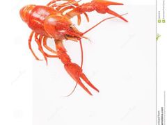 -沪小胖小龙虾(淮海中路旗舰店)