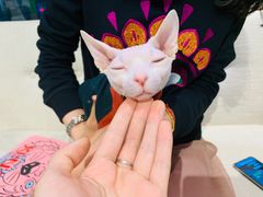 -藏猫猫咖啡主题馆(中央大道店)