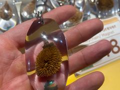 -榴莲BB 四季果园