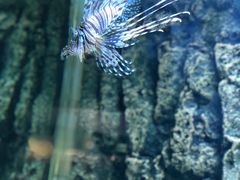 -北戴河圣蓝海洋公园