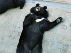 -西霞口神雕山野生动物世界