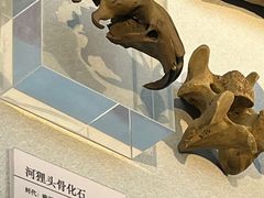-安阳博物馆