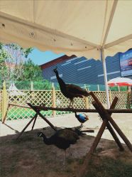 -萌宠亲子动物乐园(槐房万达店)