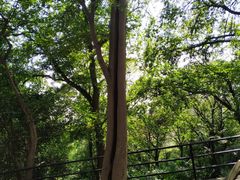 -上海佘山国家森林公园西佘山园