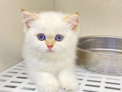 -lincat·猫舍(广州店)