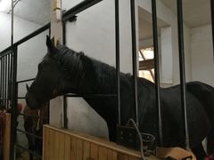 -枫露马术学院(藏书校区)