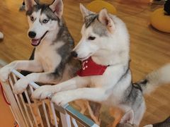 -Husky Go! 哈士奇体验馆·宠物咖啡厅狗咖
