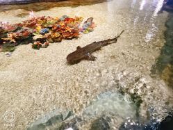 -Zoolung Zoolung动物主题公园(海信广场店)