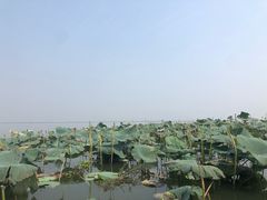 -洪湖生态旅游区