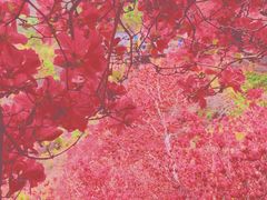 -木兰云雾山