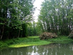 -桤木河湿地公园