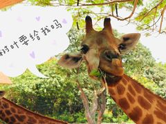 -深圳野生动物园