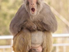 -青藏高原野生动物园