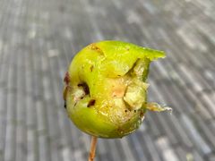 -雪儿钱局泡菜