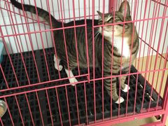 -创凡宠物医院·骨专科  猫科中心(西乡分院)