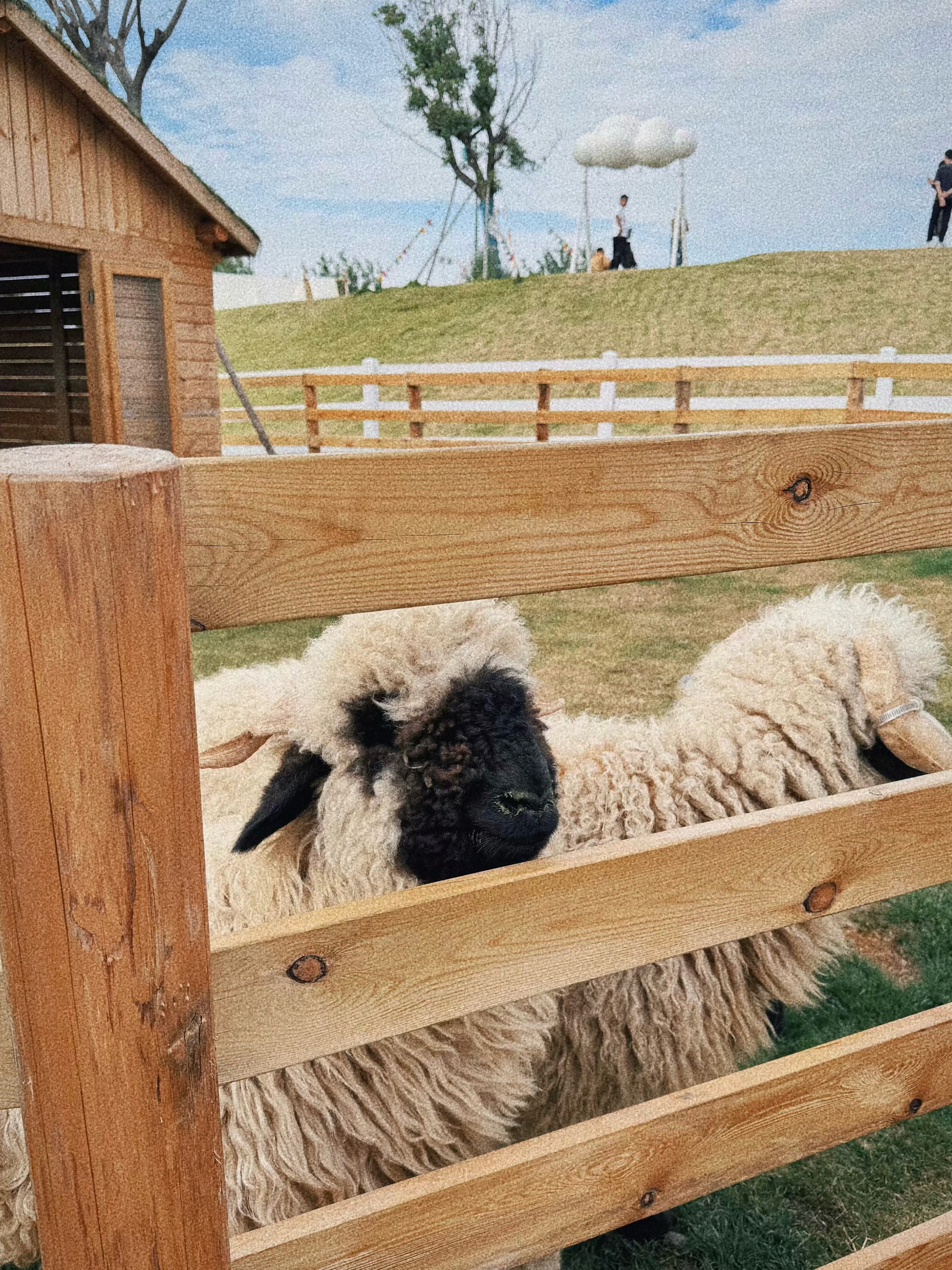 小羊超治愈