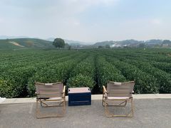 -龙坞茶村