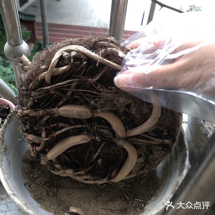 碗莲的简易种植