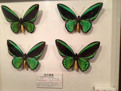 12.7-上海大自然野生昆虫馆