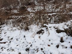 -北京西山国家森林公园