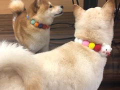 -豆柴町-柴犬主题狗咖(红鼎国际C座店)