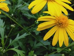 -三圣花乡旅游区