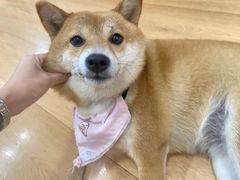 -是阿柴呀！柴犬咖啡·爱喵喵猫咖