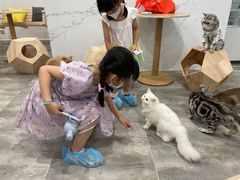 -楼上猫咖(罗湖店)