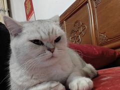 -宠物星动物医院·眼科·异宠·猫科(江南大道总院)