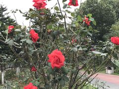 -映月湖公园
