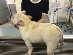 -动物缘宠物医院·骨科·猫科(西二环店)