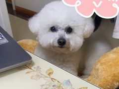 -樱桃家的宠物店(君安花园店)