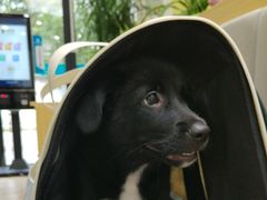 -美联众合动物医院·24h转诊中心