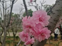 -天适樱花悠乐园