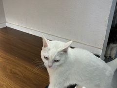 -琪喵猫屋·撸猫猫咖·猫舍