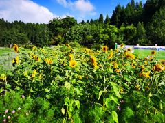 -武陵山森林公园