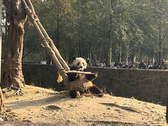-都江堰中华大熊猫苑