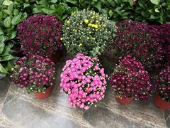 -保定市花鸟鱼虫市场